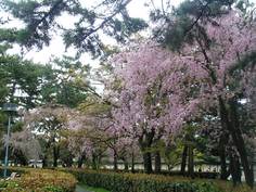 京都御苑、近衛の桜