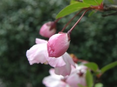 花海棠