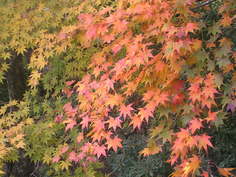 長安寺 紅葉2