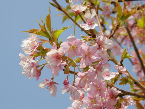 雛の館のお庭に咲いていた河津桜