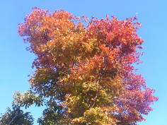 見上げると紅葉が