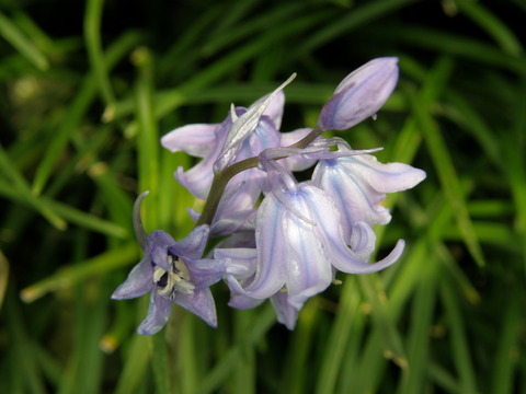何の花でしょう?