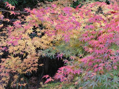 廊下から見る紅葉