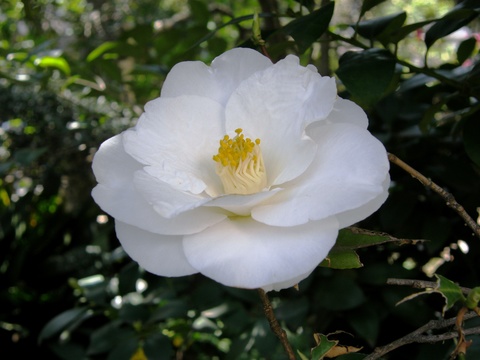 白椿