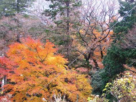 強羅の紅葉