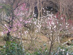 梅がちらほら