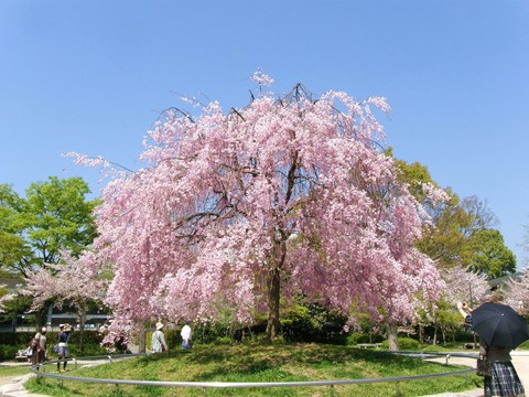 岡崎の桜1