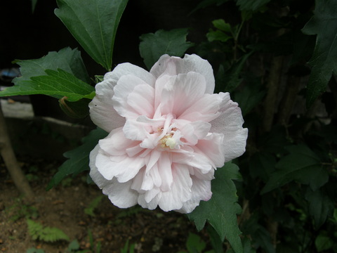 芙蓉