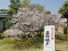 おむろ桜1