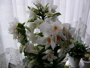 窓辺の花 2