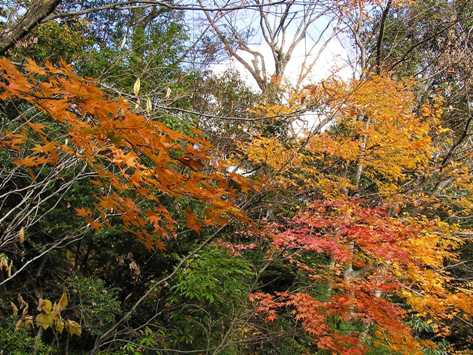 良いお天気に映える紅葉