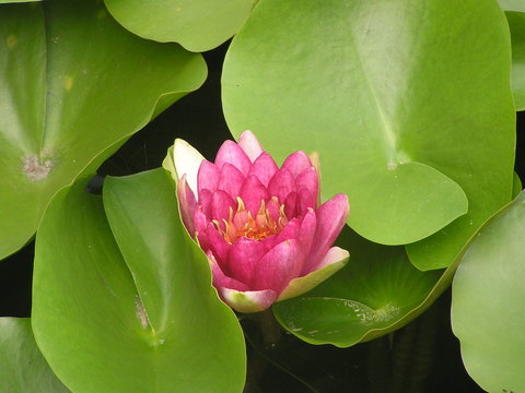 お花