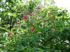 薔薇2