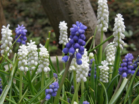 庭の花 ムスカリ
