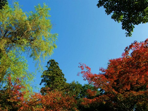 紅葉