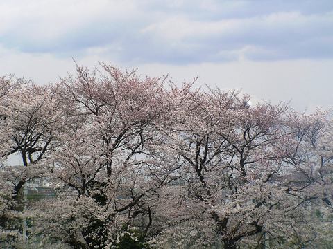 近所の桜名所