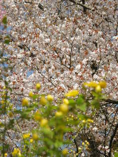 桜のほかにも