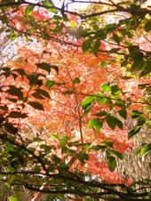 お庭の紅葉