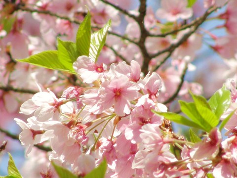 2009 京都桜旅行 完