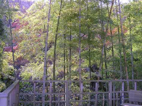月見台からの竹林