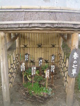 春の七草