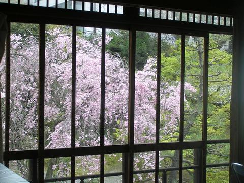 待合室から見る枝垂桜