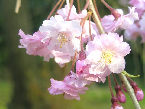 しだれ桜2