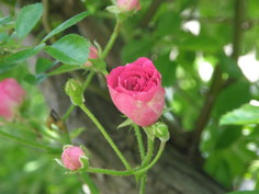薔薇3