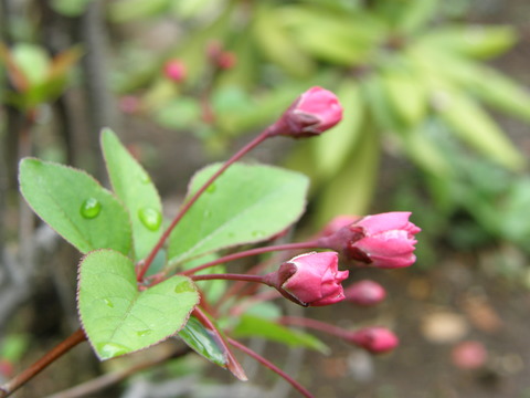 花海棠のつぼみ