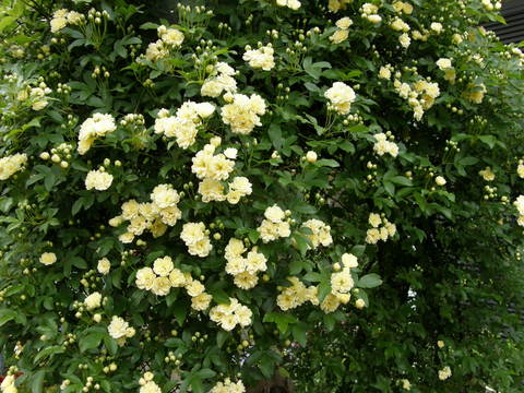 もっこう薔薇