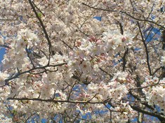 高台寺 満開の桜