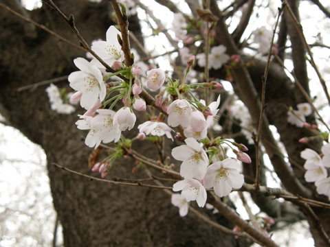 近所の桜