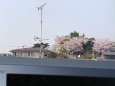 パソコンから見る桜1