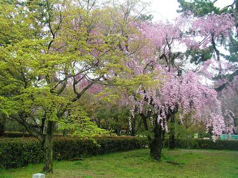 京都御所 春の一般公開