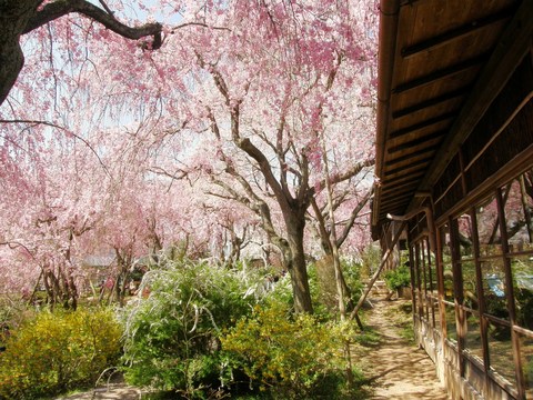 右側の建物が
