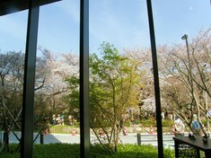 店内から見る桜