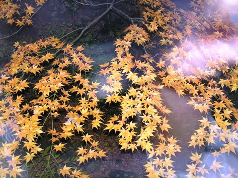 強羅花壇 夜の紅葉