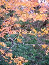 廊下から見る紅葉1