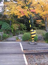 信号と紅葉