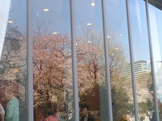 冊 ガラスに映る桜