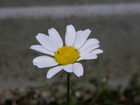 小花1