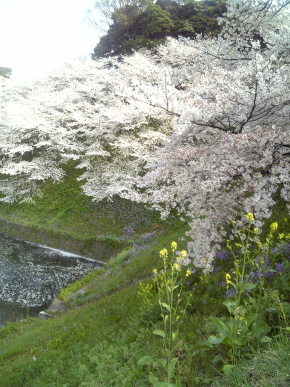 千鳥が淵2