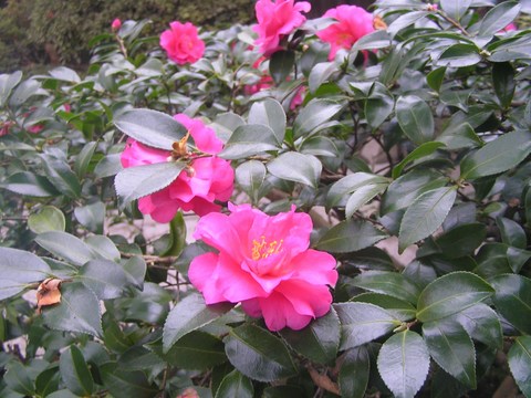 長谷寺の山茶花