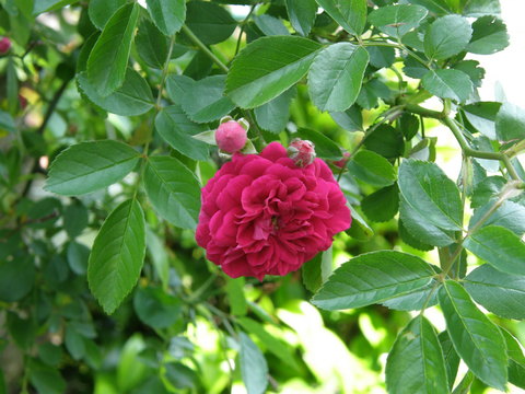 薔薇1