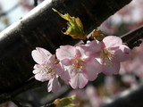 桜2