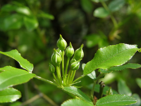 もっこう薔薇のつぼみ