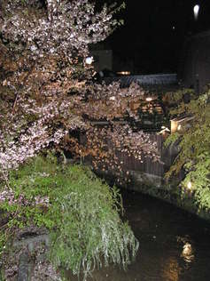 紀子 祇園白川の夜桜
