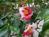 DSC00203