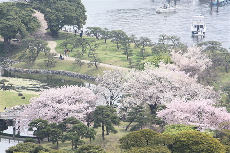10 浜離宮の桜 しなやかに生きて行こう