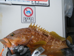 DSCF0356